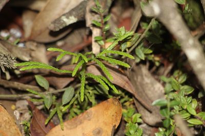 Diphasiastrum thyoides, photographed by Andrés Ramírez-Barrera