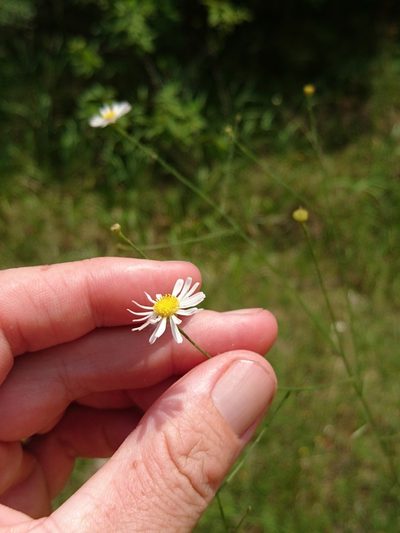 Boltonia diffusa, photographed by Abby Darrah