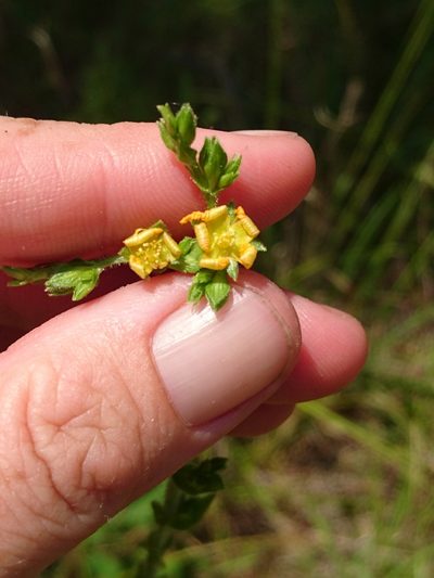 Hypericum setosum, photographed by Abby Darrah