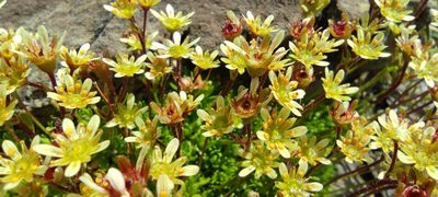 Saxifraga moschata, photographed by Santiago Martín-Bravo