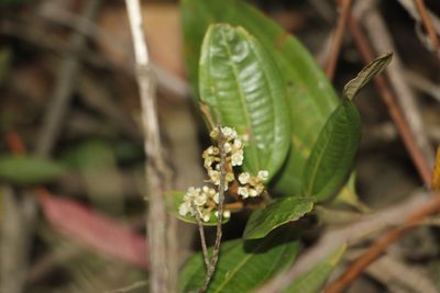 Miconia squamulosa, photographed by Andrés Ramírez-Barrera