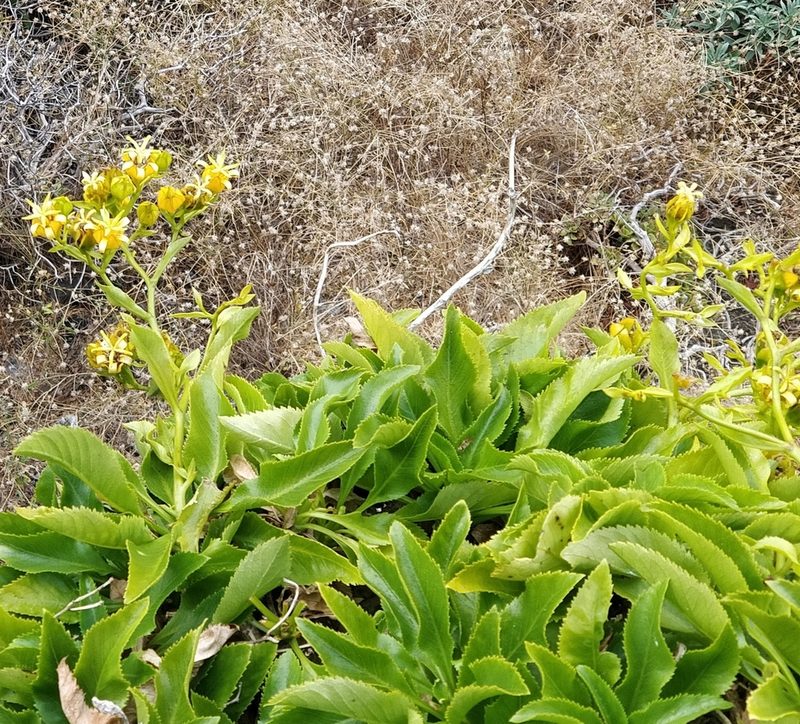 Musschia aurea, photographed by Vítor Jorge