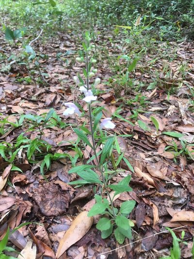 Scutellaria multiglandulosa, photographed by Norman Douglas