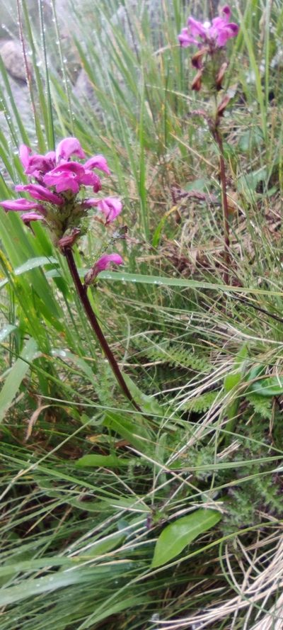 Pedicularis pyrenaica, photographed by Santiago Martín-Bravo