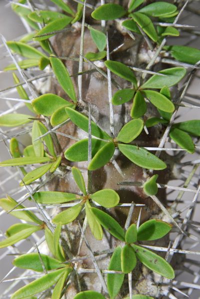 Didierea trollii, photographed by Philipp