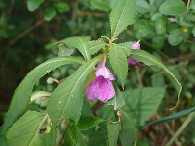 Impatiens balsamina, photographed by Cole Shoemaker