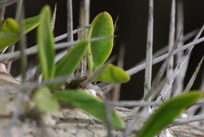 Didierea trollii, photographed by Philipp