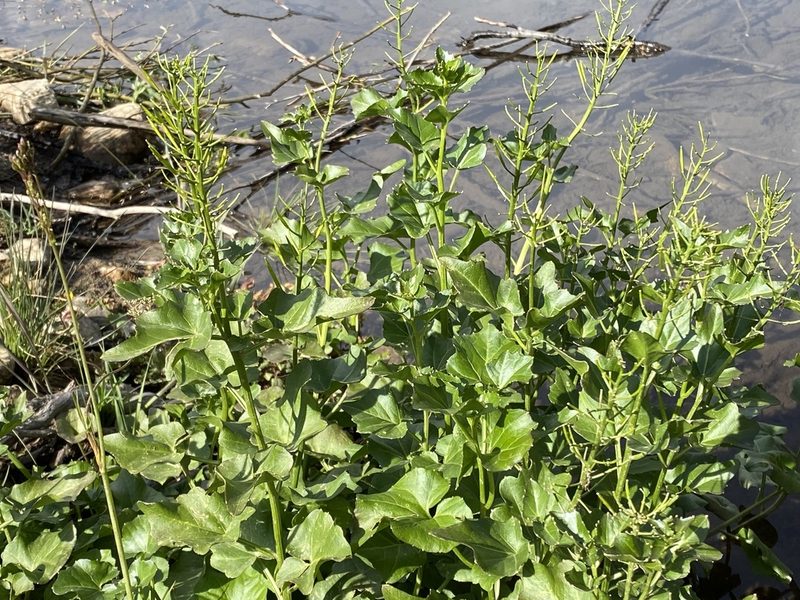 Cardamine cordifolia, photographed by Elliott Gordon
