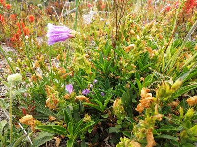 Penstemon cardwellii, photographed by John Brew