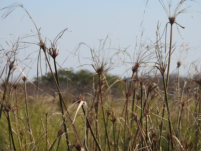 Cyperus giganteus, photographed by Leonel Roget