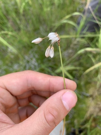 Eriophorum gracile, photographed by Reuven Martin