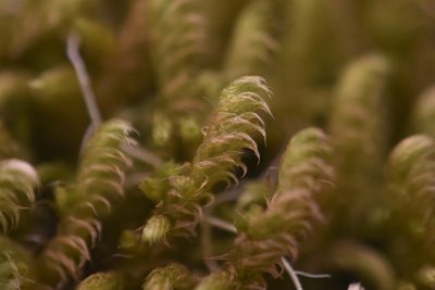 Rhytidium rugosum, photographed by Braden J. Judson