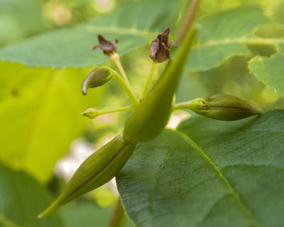 Vincetoxicum rossicum, photographed by Randy A Nonenmacher