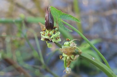 Astonia australiensis, photographed by Richard Fuller