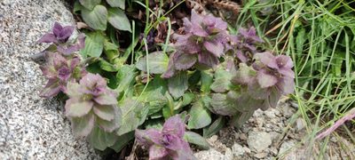 Ajuga pyramidalis, photographed by Santiago Martín-Bravo