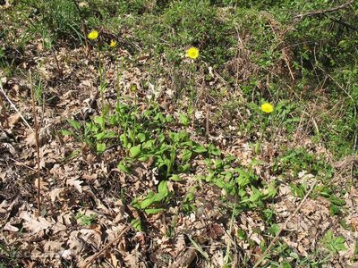 Doronicum plantagineum, photographed by José Luis Camaño