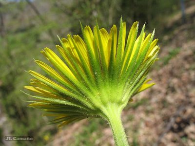 Doronicum plantagineum, photographed by José Luis Camaño