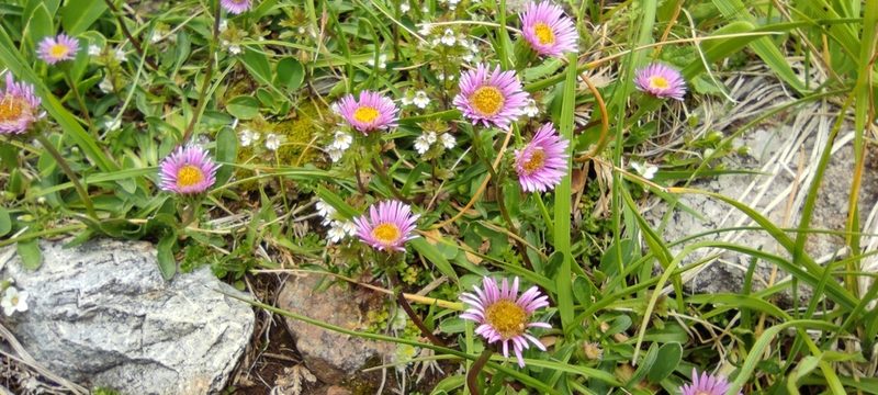 Erigeron alpinus, photographed by Santiago Martín-Bravo
