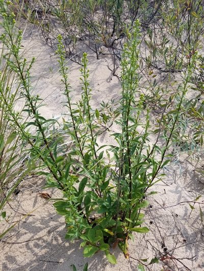 Solidago gillmanii, photographed by Daniel McClosky
