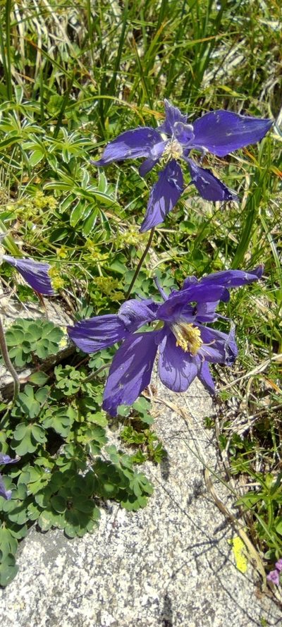 Aquilegia pyrenaica, photographed by Santiago Martín-Bravo