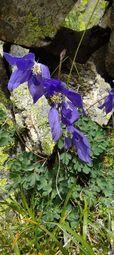 Aquilegia pyrenaica, photographed by Santiago Martín-Bravo