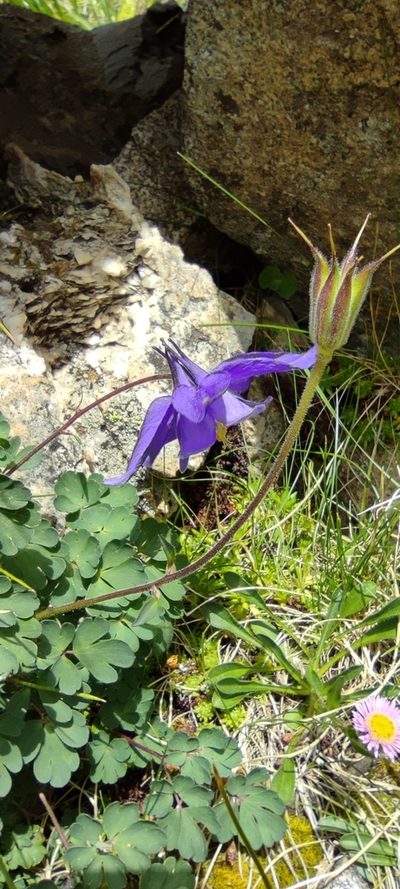 Aquilegia pyrenaica, photographed by Santiago Martín-Bravo