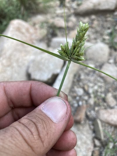 Cyperus fendlerianus, photographed by Cecelia Alexander