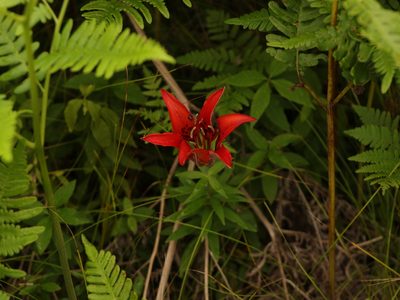Lilium philadelphicum, photographed by Jake McCumber