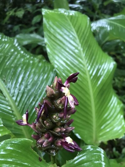 Goeppertia latifolia, photographed by fern Wildtruth