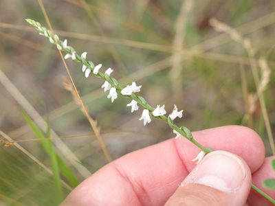 Spiranthes tuberosa, photographed by Jake McCumber