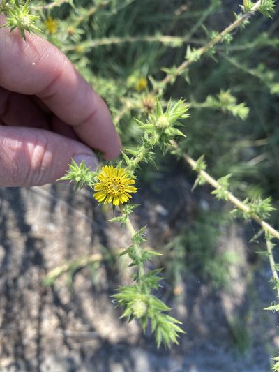 Centromadia parryi, photographed by Cricket Raspet