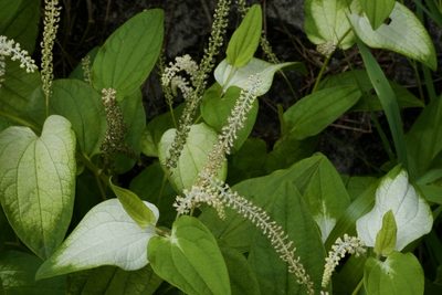 Saururus chinensis, photographed by Shawn O'Donnell