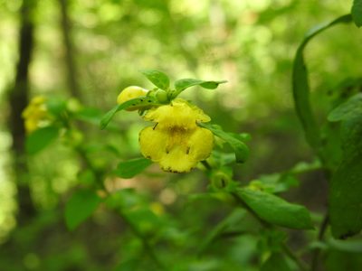 Dasistoma macrophylla, photographed by Yann Kemper