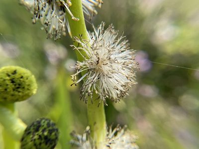 Sparganium eurycarpum, photographed by Daniel Das