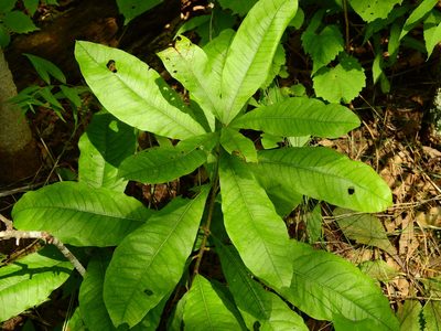 Quercus imbricaria, photographed by Yann Kemper