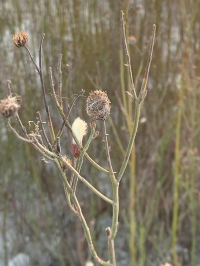 Baccharis juncea, photographed by Leonel Roget