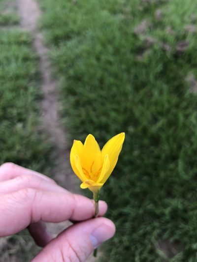 Zephyranthes citrina, photographed by Erick Piller