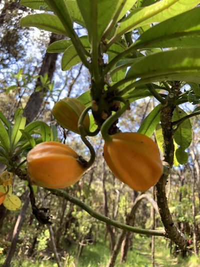 Clermontia hawaiiensis, photographed by Jake Gross