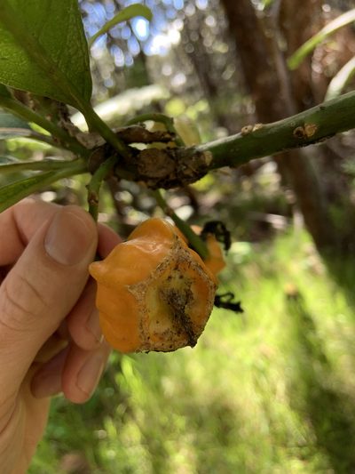 Clermontia hawaiiensis, photographed by Jake Gross