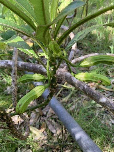Clermontia hawaiiensis, photographed by Jake Gross