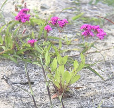 Atocion armeria, photographed by wewantashrubbery
