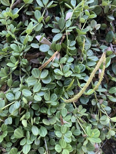 Peperomia aceroana, photographed by Leonel Roget