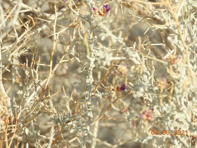 Psorothamnus emoryi, photographed by Diana