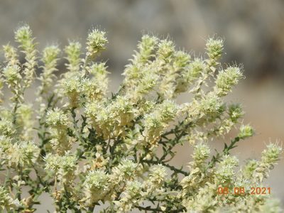 Petalonyx thurberi, photographed by Diana