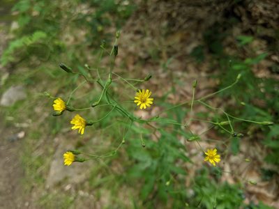 Hieracium paniculatum, photographed by Zac Peterson