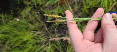 Alopecurus aequalis, photographed by Yurii Basov