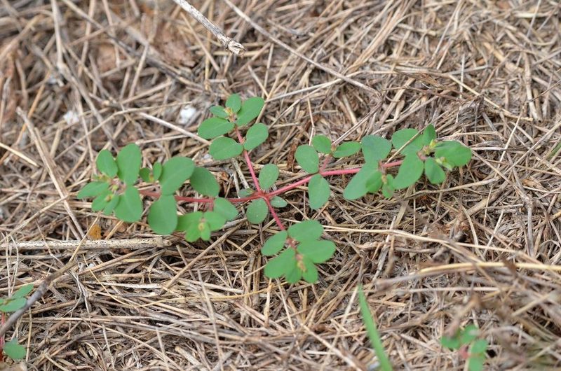 Euphorbia humifusa, photographed by Zinogre