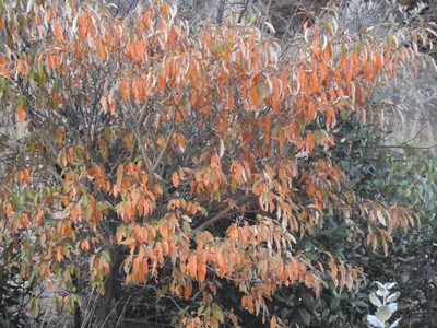 Croton gratissimus, photographed by Matthew Fainman