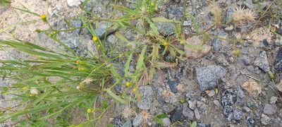Senecio dubitabilis, photographed by Yurii Basov