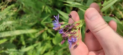 Lactuca sibirica, photographed by Yurii Basov